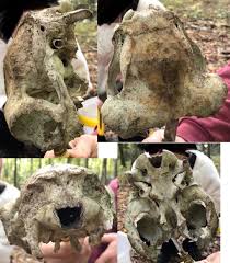 The nasal aperture can be narrow and lie high up on the face. What Is This Animal Found In Europe I Tried Looking But I Have Troubles Finding An Animal With Eyes Set So Far In The Back Of Its Skull Nevermind The Nasal