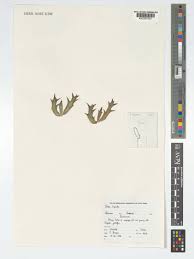 Image result for Orbea tapscottii