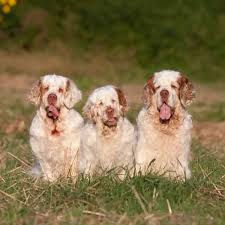 Image result for clumber španěl lov