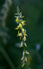 Image result for Crotalaria sphaerocarpa