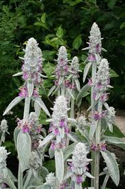 Tall garden flowers (6) crossword clue. Stachys Byzantina Wikipedia