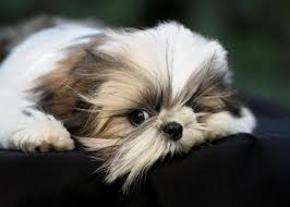 Depending On The Dominant Gene The Dog May Have Straight Or Curly Hair Shih Tzu Puppy Shih Tzu Shih Tzu Dog