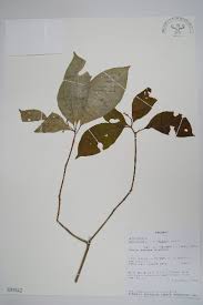 Image result for Schizozygia