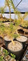 Image result for Commiphora pteleifolia
