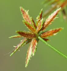 Image result for Cyperus tenax