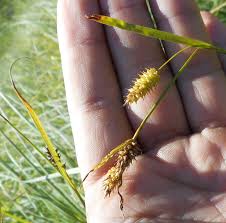 Image result for Carex steudneri