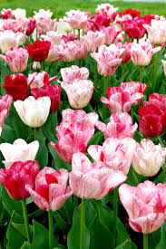 5 Pink White Red Tulip Bulbs Bi Color Spring Flower Garden Bloom Landscape Fall Bulbs Spring Blooms Holland Conta Spring Garden Flowers Pansies Flowers Flowers