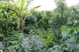 A safe space to be in a natural environment. The Birth Of A Permaculture Food Forest Before After Photos Deep Green Permaculture