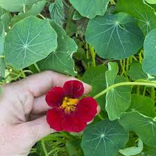 The plant commonly called nasturtium is tropaeolum majus, and this is edible too, and tastes peppery of. Why To Grow Edible Flowers This Year How To Eat Them Simplify Live Love