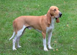 Image result for jurský honič