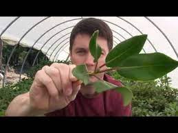 I ended up telling my supervisor (it was weighing on my conscience) and he laughed, told me i was silly, and that it was. How To Propagate Rhododendrons With A Nearing Frame Taking Cuttings In The Hoop House Youtube