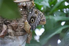0 response to botanischer garten schmetterlinge. Ideas4parents