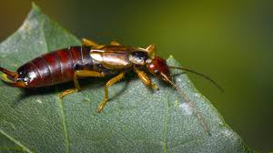 Anyone have good ideas on how to control them? Weird And Unbelievable Facts About Earwigs