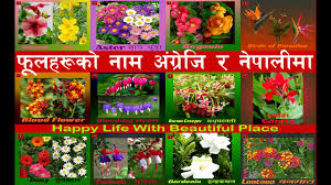Flowers like lavender and violet have given names to colors and hues. Flowers Name In English And Nepali Part 2 Nepali Youtube