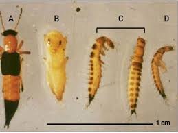 Kết quả hình ảnh cho KIẾN