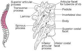The style of querying is know context dependent. The Vertebral Column Anatomy And Physiology I