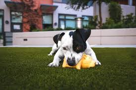 It provides a cleanable, drainable, and antimicrobial surface with comfortable space for animals. The Best Artificial Grass For Dogs Guide Install It Direct