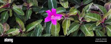 Image result for Ruellia makoyana