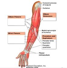 Tutorials and quizzes on muscles that act on the forearm/ forearm muscles (flexors and extensors of the forearm), using interactive animations and diagrams. Muscles That Move The Forearm And Hand Anterior View Diagram Quizlet