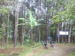 Sebab, ternyata potensi wisata yang dimilikinya cukup menarik hati. Sejarah Hutan Pinus Nongko Ijo Kridha Rakyat