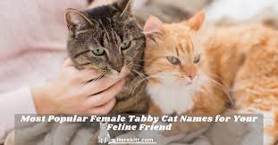 It is quite rare to find a sarcastic name but hey the world is full of surprises. Most Popular Female Tabby Cat Names For Your Herekitt Com