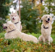 Both parents will be available for viewing. Golden Retriever Husky Mix Discover The Golden Husky