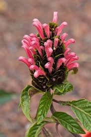 Image result for Justicia australis