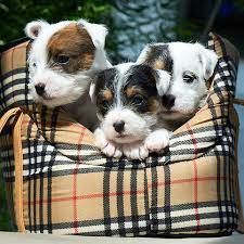 Auch hundetrainer, hundeauslaufgruppen und vieles mehr in der welpen schule lernen die kleinen süßen hundebabys / welpen den umgang mit menschen und artgenossen. Parson Jack Russell Terrier Zucht Welpen In Potsdam Berlin Brandenburg