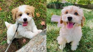 Maybe you would like to learn more about one of these? Mini Cockapoo 12 Interesting Facts About Cockapoo Poodle Mix