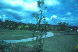 Image result for Jasminum breviflorum