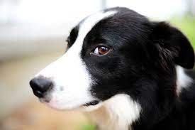 The pointer border collie mix is a crossbreed between a pointer and a border collie. Short Haired Border Collie Fans