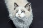 Ragdoll Cat Price (2020) (Updated 2020 Pricing)