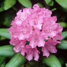 Rhododendrons Flowering Bushes Flowering Shrubs Flowers