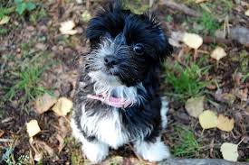 We did not find results for: Why Havanese Dogs Make Great Family Pets Pethelpful