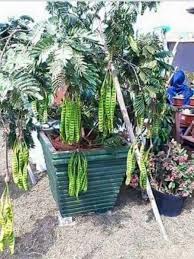 Pokok pandan merupakan pokok serbaguna yang mempunyai 1001 kegunaan bukan sahaja dalam masakan malah boleh digunakan untuk pelbagai kegunaan malah menjaganya pun senang. Petai Hybrid Siam Malaysia Online Plant Nursery
