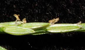 Image result for Digitaria velutina