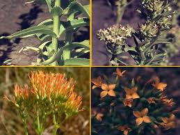 Image result for Kalanchoe lanceolata