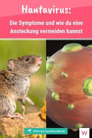 Other viruses in this family are spread by. Hantavirus 2019 Deutlicher Anstieg An Infektionen In Deutschland Wunderweib Gliederschmerzen Krankheit Gesundheit