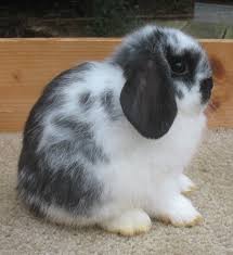 Holland Lop Colors Bunny Lops
