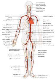 Goes though both pec major obturator nerve artery vein. 7 4 Blood Vessels Biology Libretexts