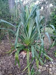 Image result for Pandanus