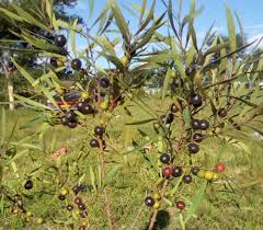 Image result for Euclea undulata