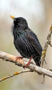Common Birds Of Cape Cod Pinterest