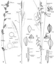 Image result for Carex echinochloe