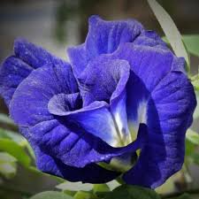 Image result for Clitoria ternatea