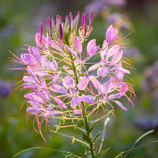 Image result for Cleome oxyphylla