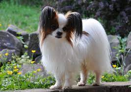 top 10 most aggressive small dog breeds in the world topteny com malenkie porody sobak malenkie sobaki porody sobak