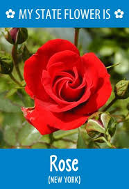 Newyork S State Flower Is The Rose What S Your State Flower Http Pinterest Com Hometalk Hometalk State Flower Rose Flower Pictures New York Flower Flowers