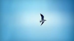 Choose from 1300+ flying bird graphic resources and download in the form of png, eps, ai or psd. Flying Bird Wallpaper Hd For Mobile Unique Rare Bird