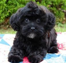 Black And White Toy Poodle Puppies For Sale Shih Poo Shih Tzu Toy Poodle Puppies 2 Males 1 Female For Sale Toy Poodle Puppies Poodle Puppy Shih Poo